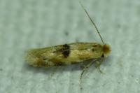 Bucculatrix ulmella