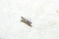 Parectopa ononidis