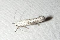 Yponomeuta irrorella