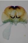 Cephimallota crassiflavella