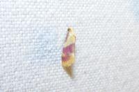 Diceratura ostrinana