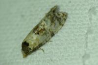 Neocochylis molliculana