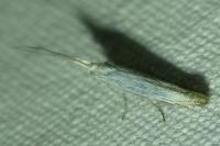 Coleophora kuehnella