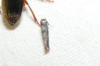 Swammerdamia