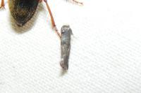 Swammerdamia