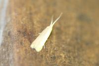 Coleophora lutipennella