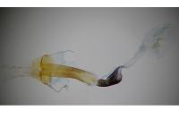 Coleophora lutipennella