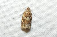 Argyrotaenia ljungiana