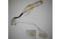 Coleophora mayrella