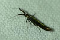 Coleophora mayrella