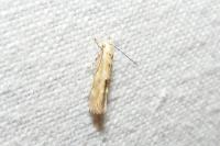 Mompha epilobiella