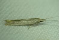 Coleophora versurella