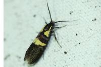 Dasycera oliviella