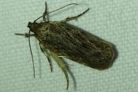 Depressaria daucella