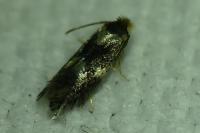 Ectoedemia