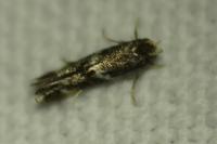 Elachista stabilella