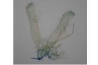 Elachista stabilella