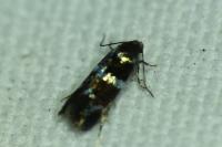 Elachista gleichenella