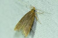 Eurodachtha pallicornella