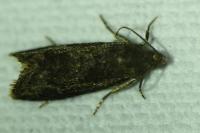 Grapholita funebrana