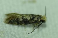 Infurcitinea albicomella