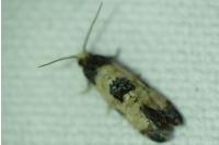 Neocochylis dubitana