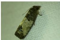 Spilonota ocellana