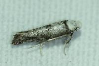 Paraswammerdamia albicapitella