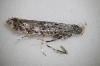 Parornix atripalpella