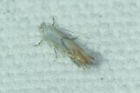 Phyllonorycter harrisella