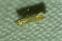 Phyllonorycter parisiella