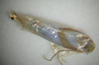 Phyllonorycter roboris