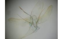 Phyllonorycter roboris