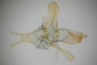 Scythris scopolella