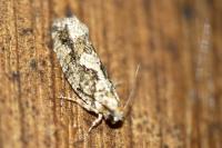Zeiraphera isertana