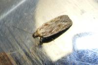 Depressaria radiella