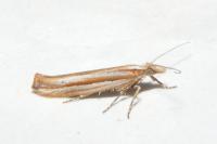 Ypsolopha ustella