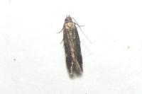 Bryotropha similis