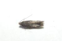 Bryotropha similis
