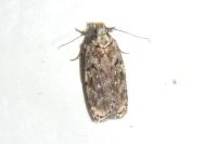 Depressaria douglasella