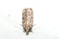 Depressaria douglasella