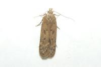 Bryotropha terrella