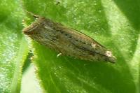 Bactra
