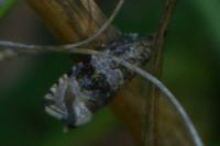 Celypha lacunana