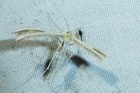 Merrifieldia spicidactyla
