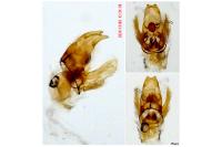 Agnoea subochreella