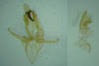 Megacraspedus lanceolellus