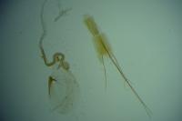 Blastobasis phycidella