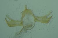 Blastobasis phycidella