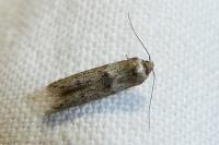 Blastobasis phycidella